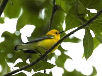 Prothonotary Warbler 2.jpg
