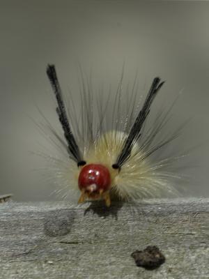 Tussock caterpillar.jpg