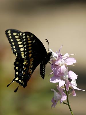 Black Swallowtail.jpg