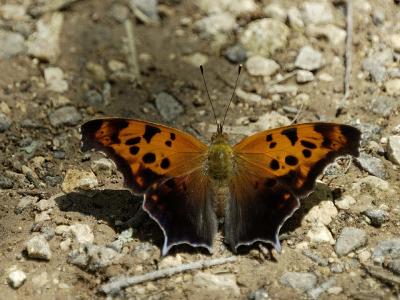 Question Mark butterfly.jpg