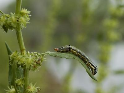 Caterpillar.jpg