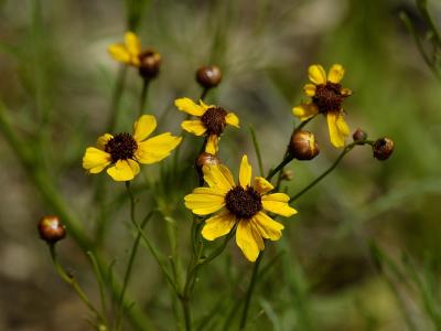 Plaines Coreopsis.jpg