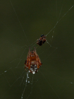 Orb Weaver.jpg