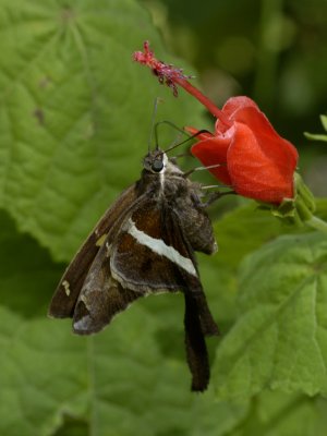 White-striped Longtail.jpg