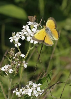Orange Sulphur.jpg