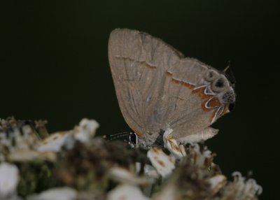 Dusky-blue Groundstreak.jpg