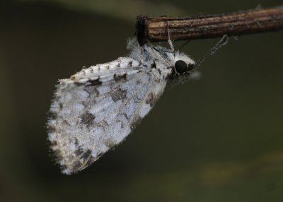 Checkered-Skipper.jpg
