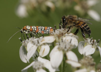 Moth and Bee.jpg