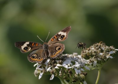 Common Buckeye.jpg
