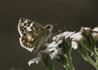 Checkered-Skipper.jpg