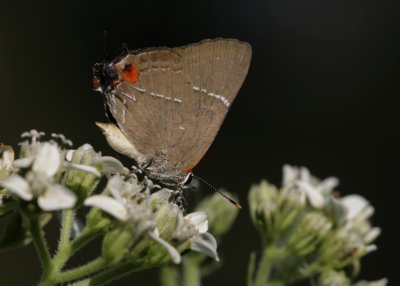 White M Hairstreak.jpg