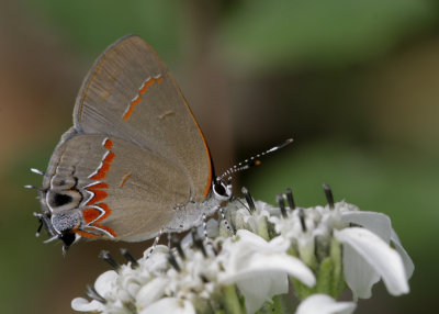 Red-banded Hairstreak.jpg