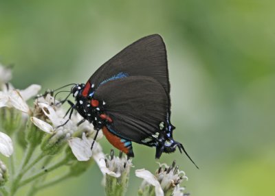 Great Purple Hairstreak.jpg