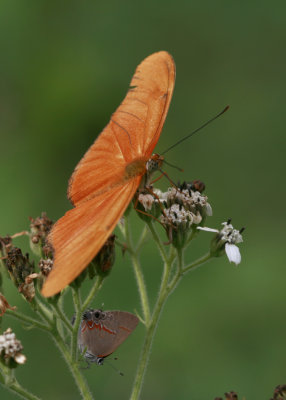 Julia and Hairstreak.jpg