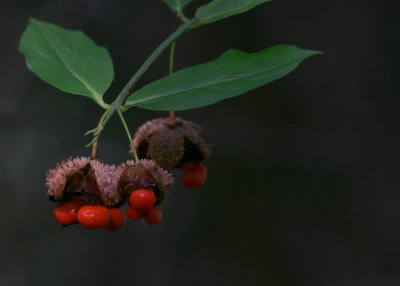 Strawberry-Bush.jpg