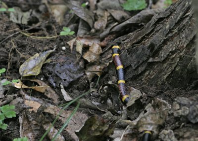 Coral Snake.jpg