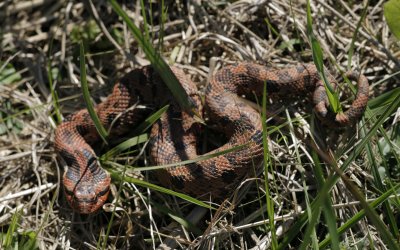 Eastern Hognose.jpg