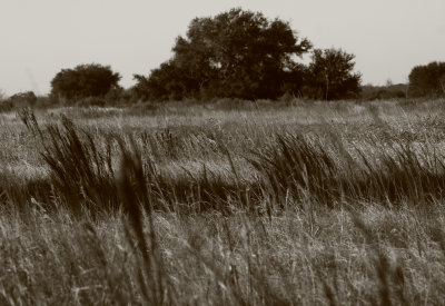 Prairie in Sepia