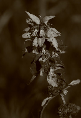 Sepia09.jpg