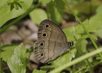 Little Wood-Satyr.jpg