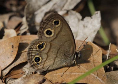 Little Wood-Satyr.jpg