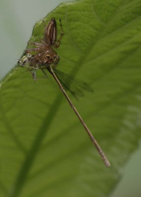 Jumping Spider with Damselfly.jpg