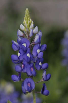 Bluebonnet.jpg