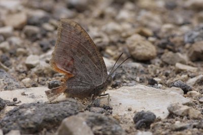 Goatweed Leafwing.jpg