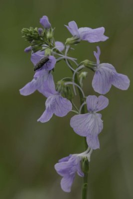 Toadflax.jpg