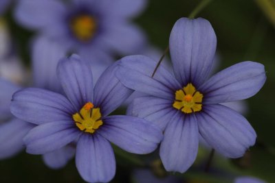 Dotted Blue-eyed Grass.jpg