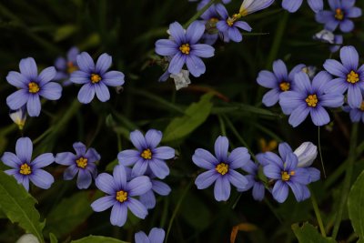 Blue-eyed Grass.jpg