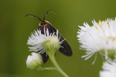 Moth.jpg