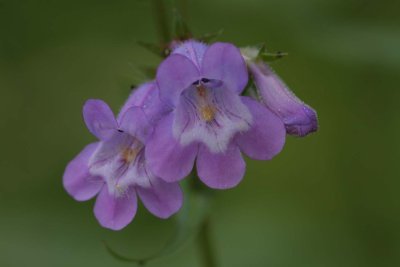 Penstemon.jpg