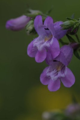 Penstemon.jpg