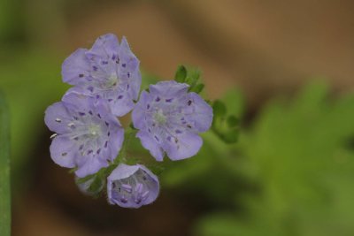 Tiny Blue Flower.jpg