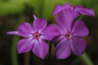 Downy Phlox.jpg