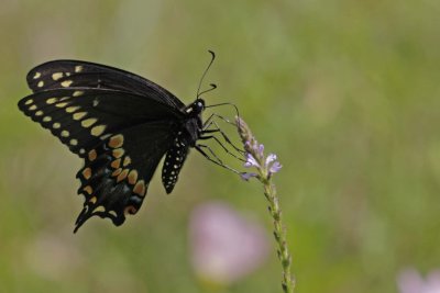 Black Swallowtail.jpg