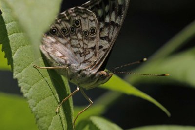 Hackberry Emperor.jpg