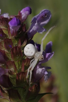Self-heal and Crab Spider.jpg