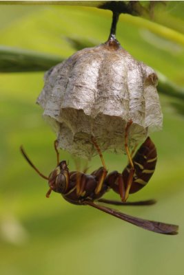Paper Wasp.jpg
