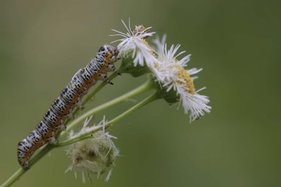 _MG_3420.jpg