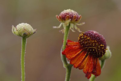 Purple-Head Sneezeweed.jpg