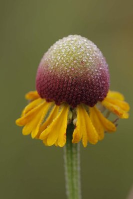 Purple-Head Sneezeweed.jpg