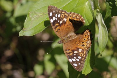 Hackberry Emperor.jpg