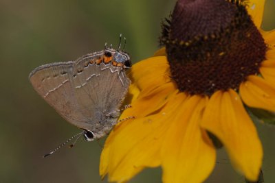 Oak Hairstreak.jpg