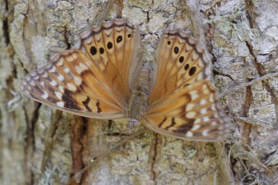 Tawny Emperor.jpg