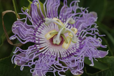 Passion Flower.jpg