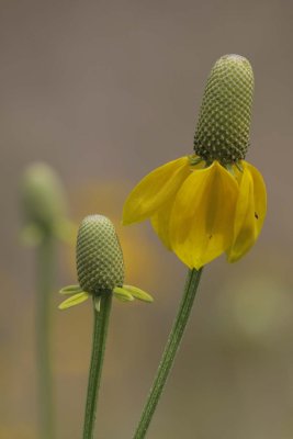 Cone Flower.jpg