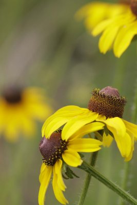 Brown-eyed Susan.jpg