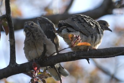 DSC_4470P.jpg